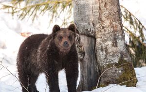 Припускають, що ведмідь прокинувся зі сплячки через відлигу й малу кількість снігу і вийшов на полювання