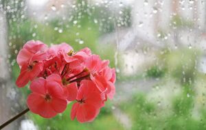 Лучше всего герань расположить на подоконнике с восточной или западной стороны дома