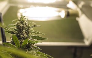 Мінагрополітики створить електронний реєстр виробників конопель