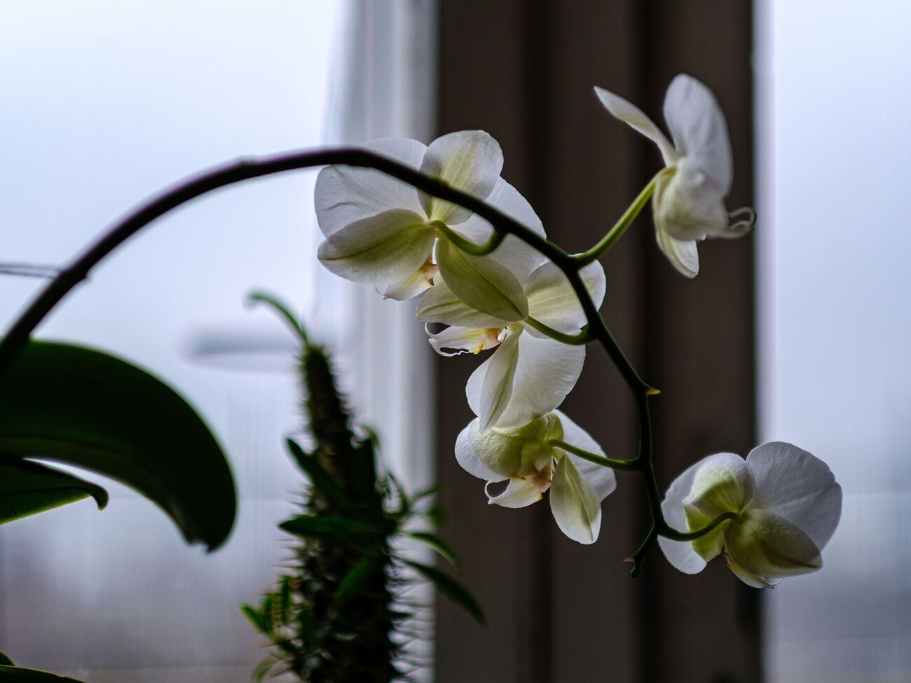 Регулярная подкормка орхидей удобрением из корицы защитит растения от грибковых заболеваний и будет способствовать активному росту корневой системы и появлению новых цветоносов