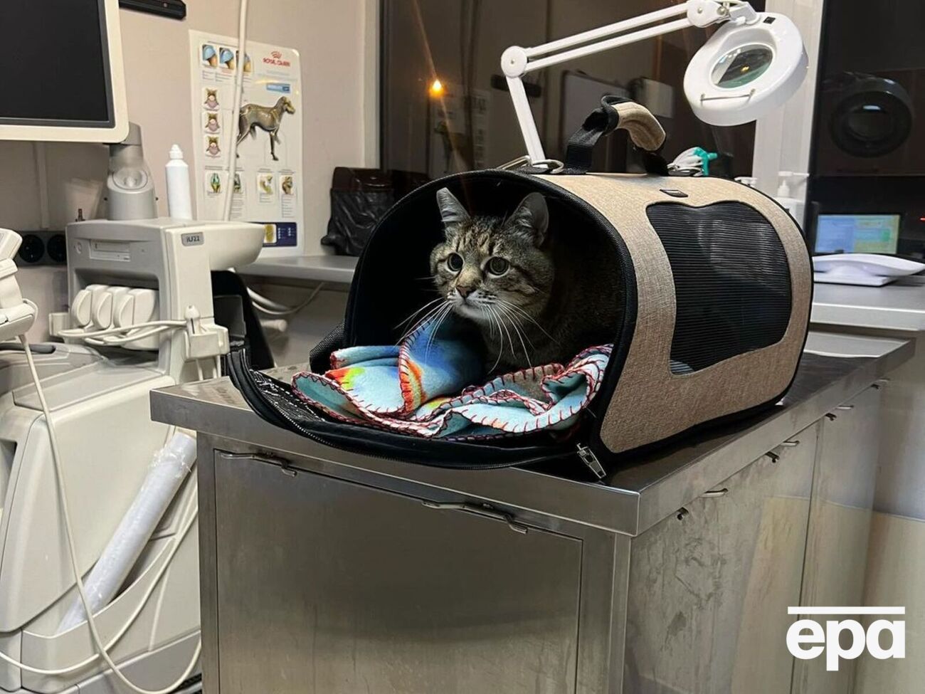 Страницу украинского кота-блогера Степана ведут харьковчане