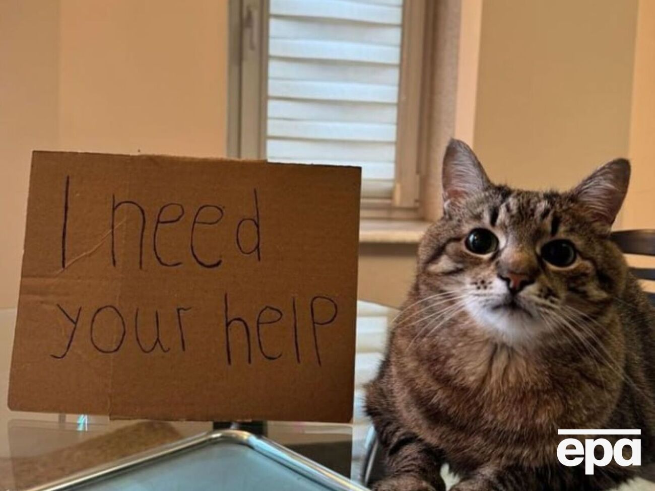 Господарі кота Степана поки не відреагували на запитання підписників