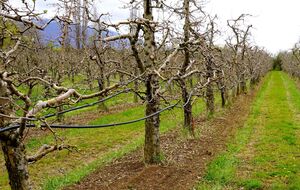 Чтобы защитить деревья от монилиоза, садоводы рекомендуют первым делом удалить пораженные ветки и гнилые плоды