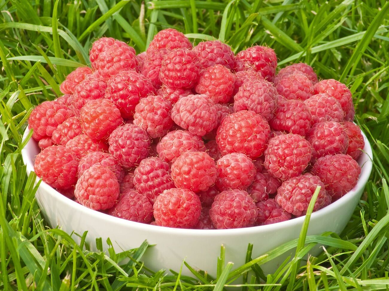 Чтобы малина дала шикарный урожай, нужно об этом начинать заботиться уже ранней весной