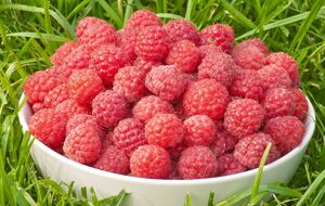 Чтобы малина дала шикарный урожай, нужно об этом начинать заботиться уже ранней весной