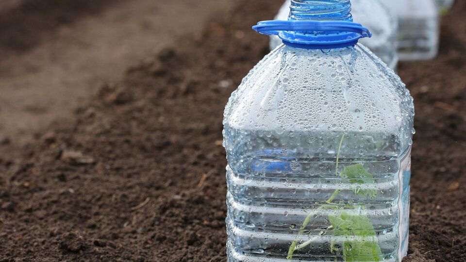 Кабачки можуть витримувати короткочасне похолодання до +5…+6 °C, але під нічні заморозки їх краще зайвий раз не підставляти