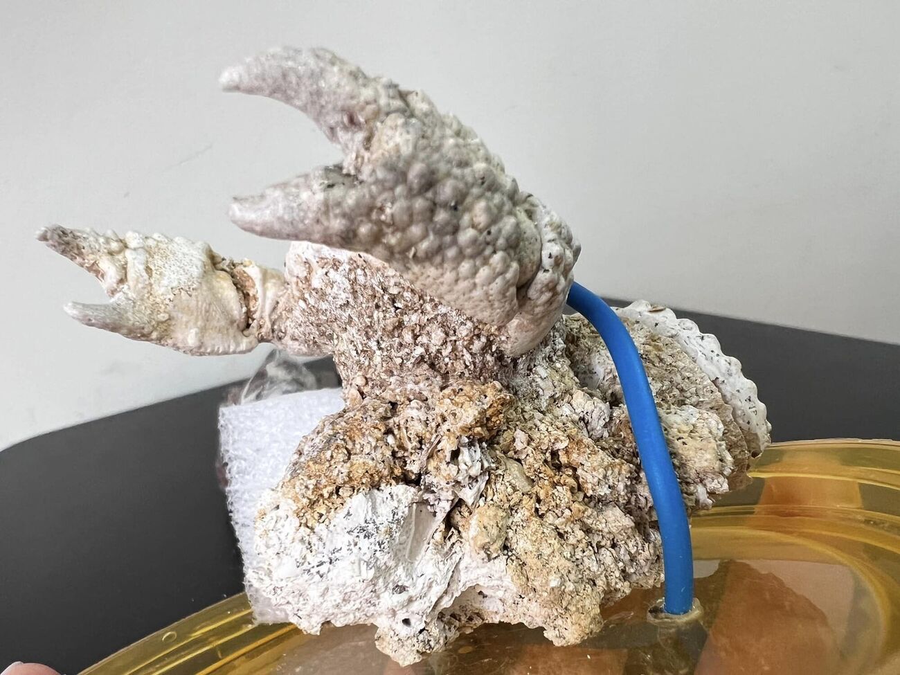 Из Тернополя пытались отправить за границу древнего окаменевшего краба