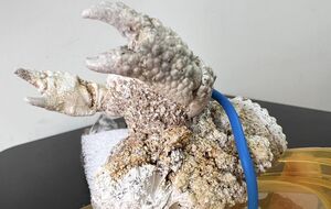 Из Тернополя пытались отправить за границу древнего окаменевшего краба