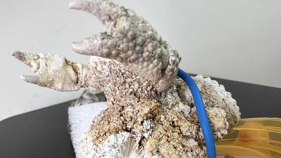 Из Тернополя пытались отправить за границу древнего окаменевшего краба