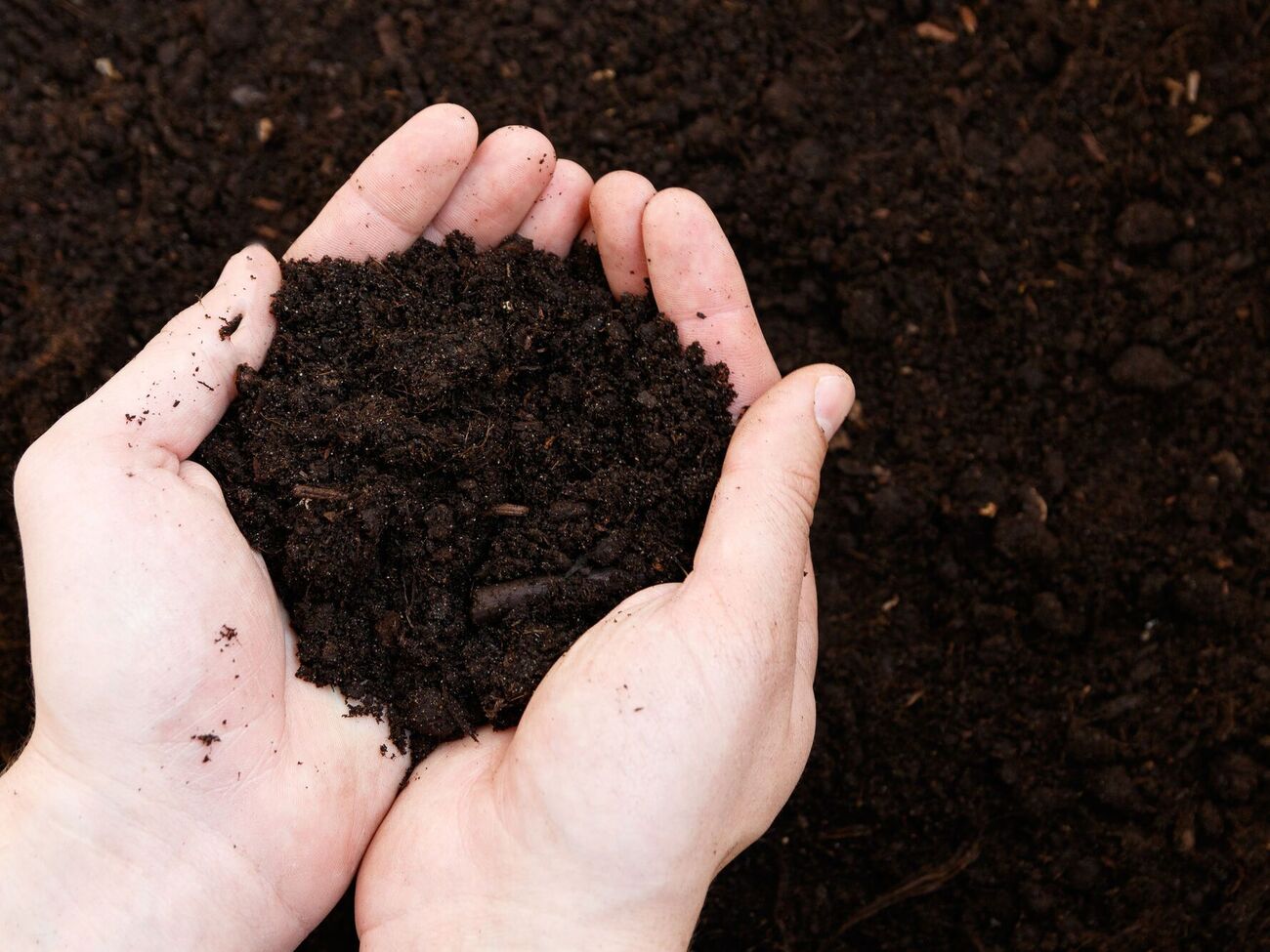 После внесения соды в грунт культуры перестают развиваться