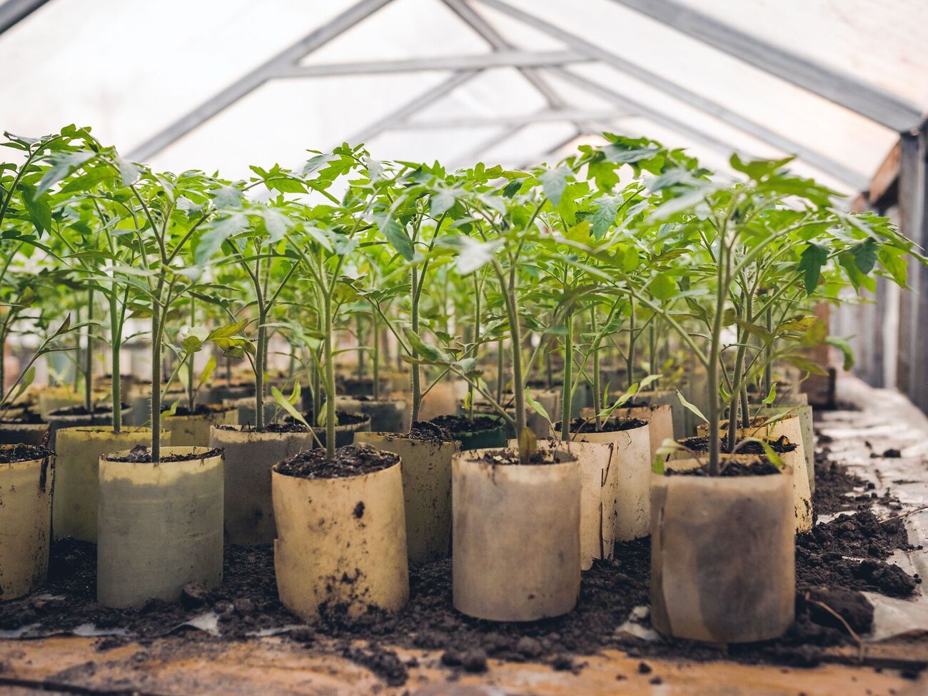 Для томатов идеальным соседом станет базилик