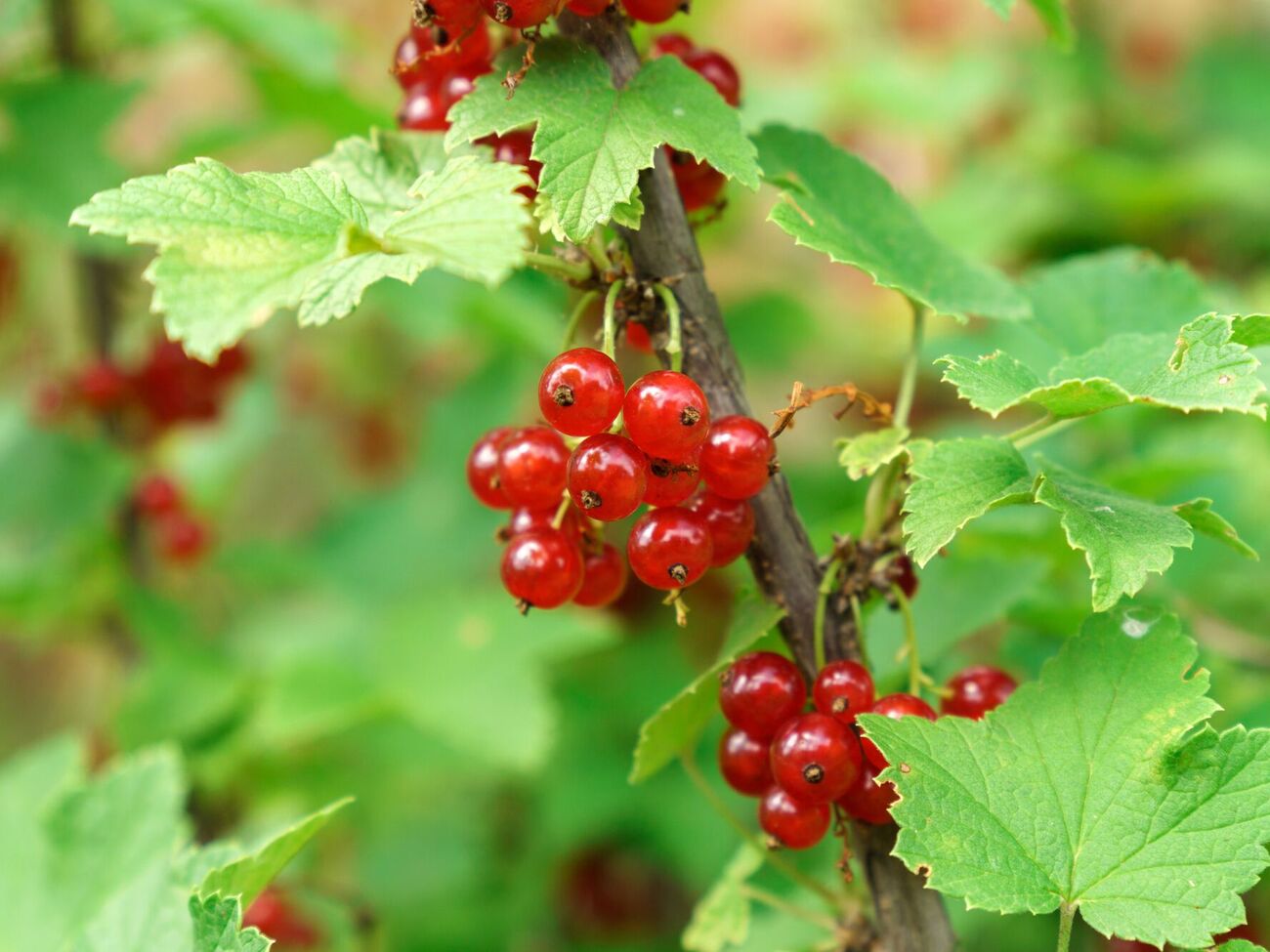 Урожай смородины будет очень хороший