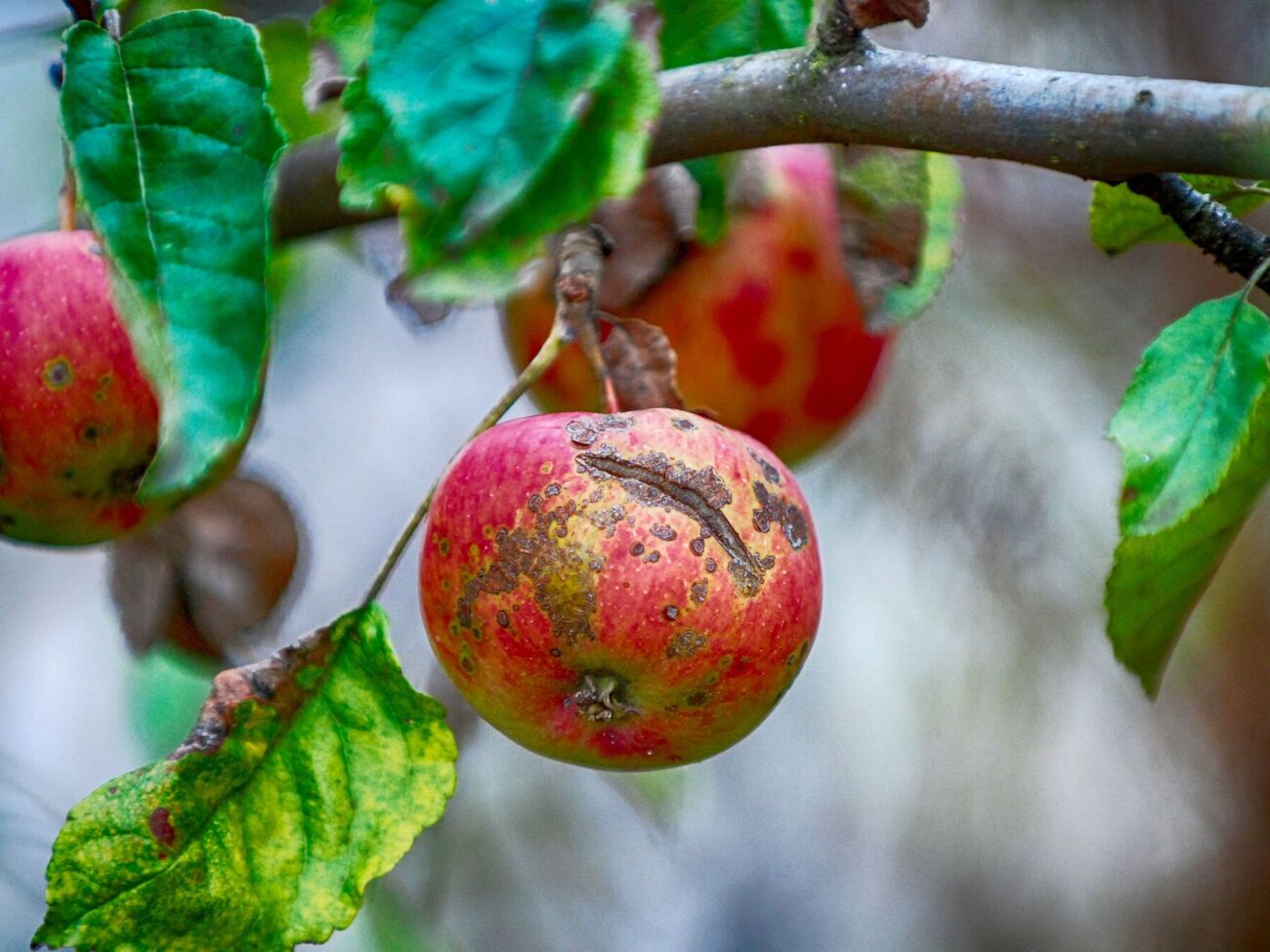 Причиной возникновения болезней в яблоневом саду могут быть температурные изменения, насекомые-вредители, избыток влаги и большое содержание питательных элементов