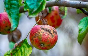 Причиной возникновения болезней в яблоневом саду могут быть температурные изменения, насекомые-вредители, избыток влаги и большое содержание питательных элементов