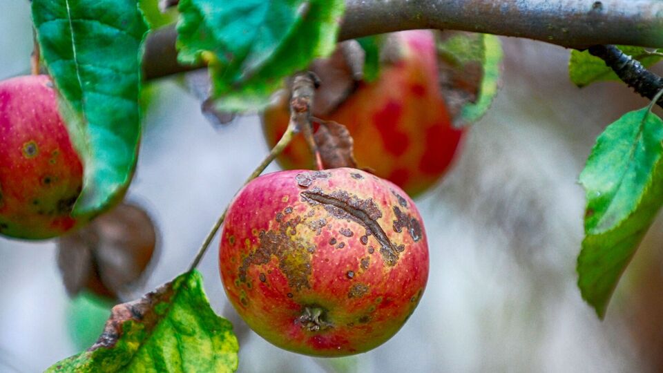 Причиной возникновения болезней в яблоневом саду могут быть температурные изменения, насекомые-вредители, избыток влаги и большое содержание питательных элементов