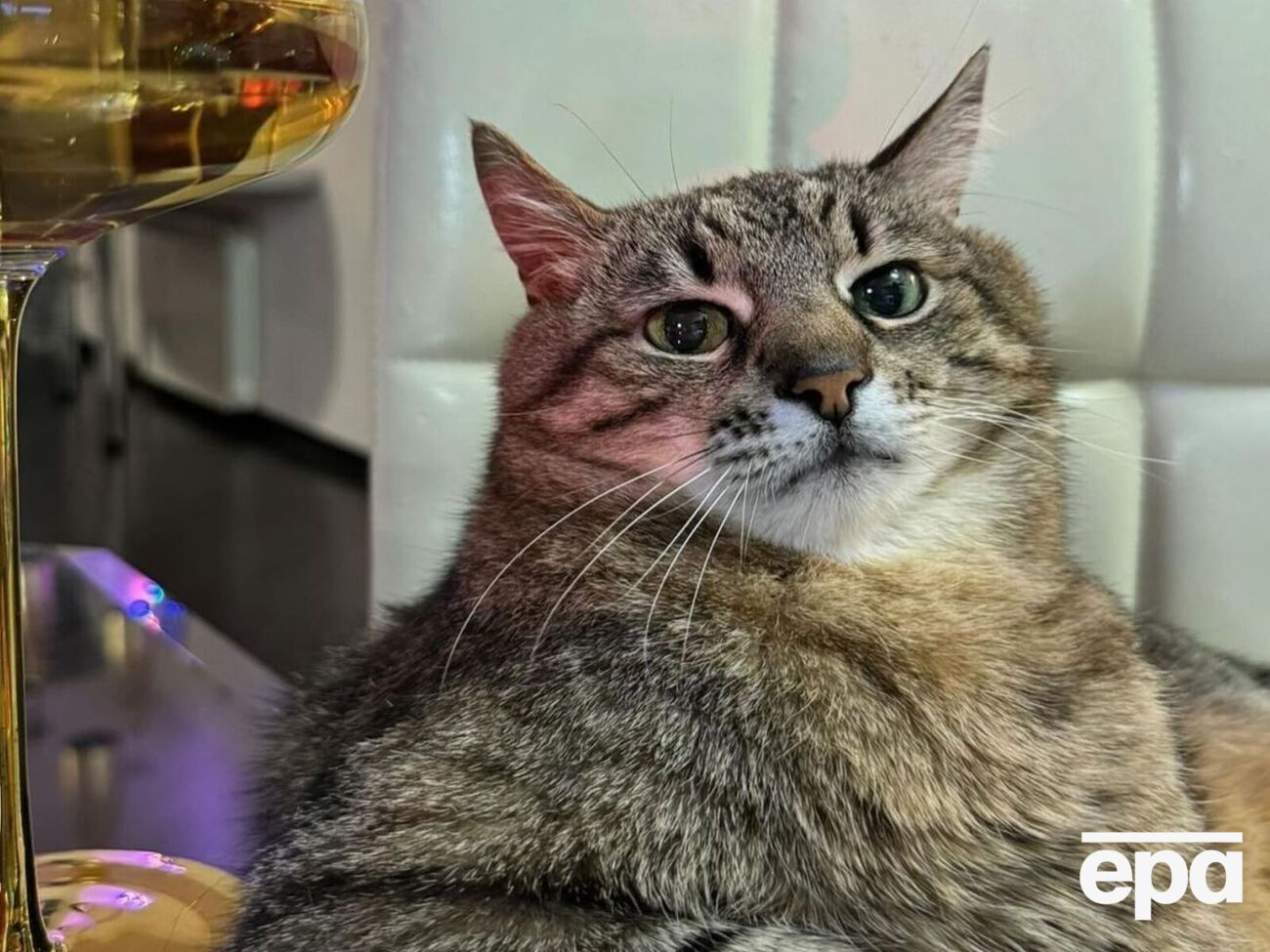 В январе кот Степан заболел