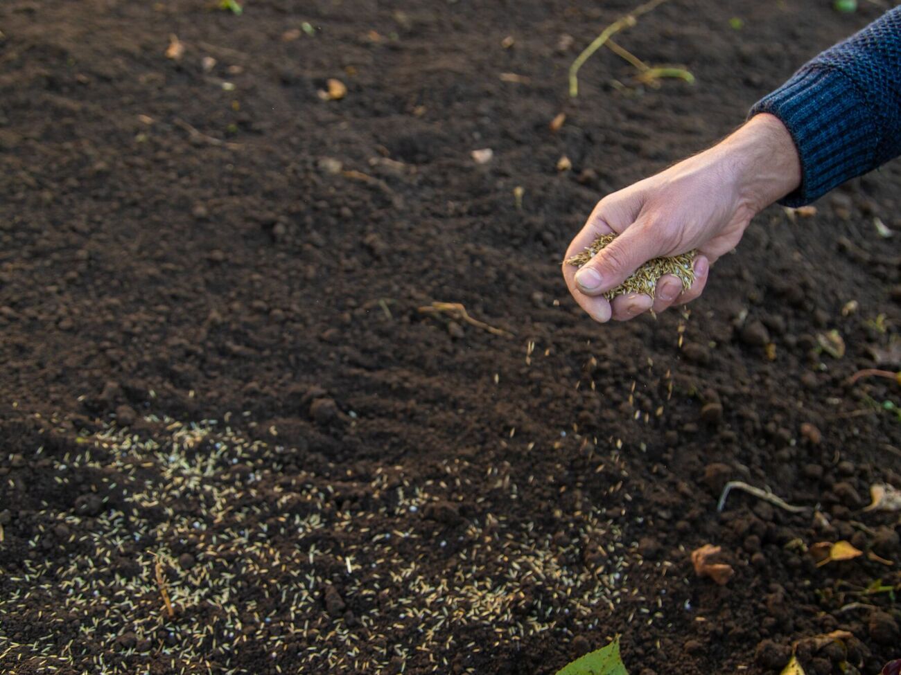 Сеять разные культуры нужно в определенный период