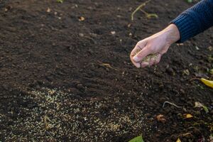 Сеять разные культуры нужно в определенный период