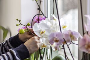Використовуйте органічне добриво зокрема і для протирання листя раз на місяць
