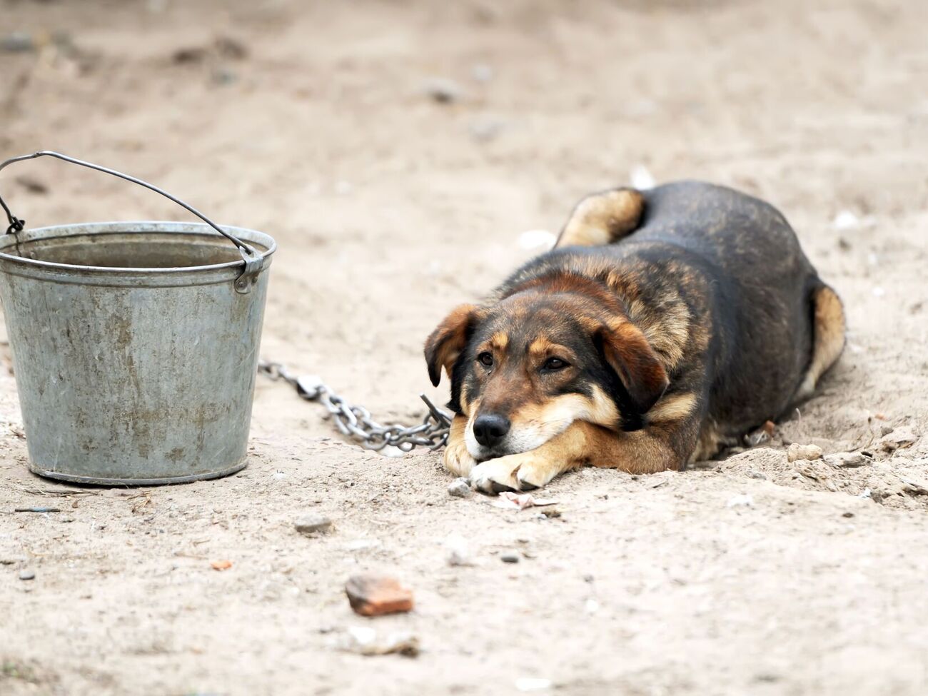 В Венгрии содержание собак на цепи запрещено с 2016 года, в Словакии – с 2021 года