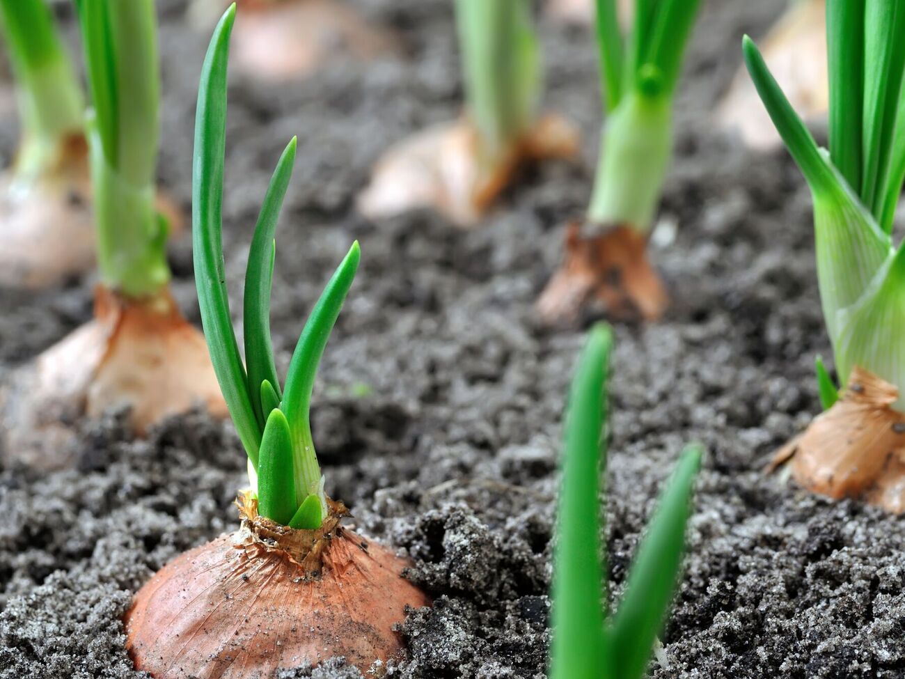 Цибуля виросте великою, якщо посадити її у відповідний ґрунт