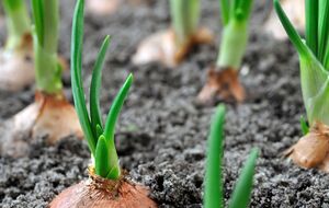 Цибуля виросте великою, якщо посадити її у відповідний ґрунт