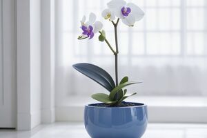 Удобрение из апельсиновой кожуры способствует росту корней и защищает растение от грибковых инфекций