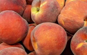 Морозостойкие персики порадуют урожаем в любом регионе Украины