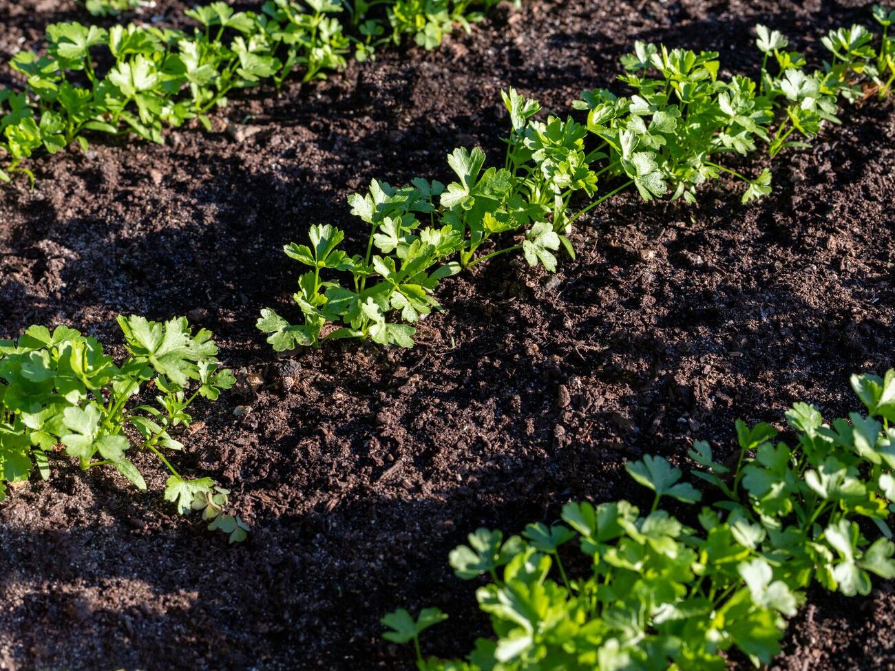 Высевать зелень петрушки в открытую землю следует после того, как ее перекопали вместе с органическими и минеральными удобрениями