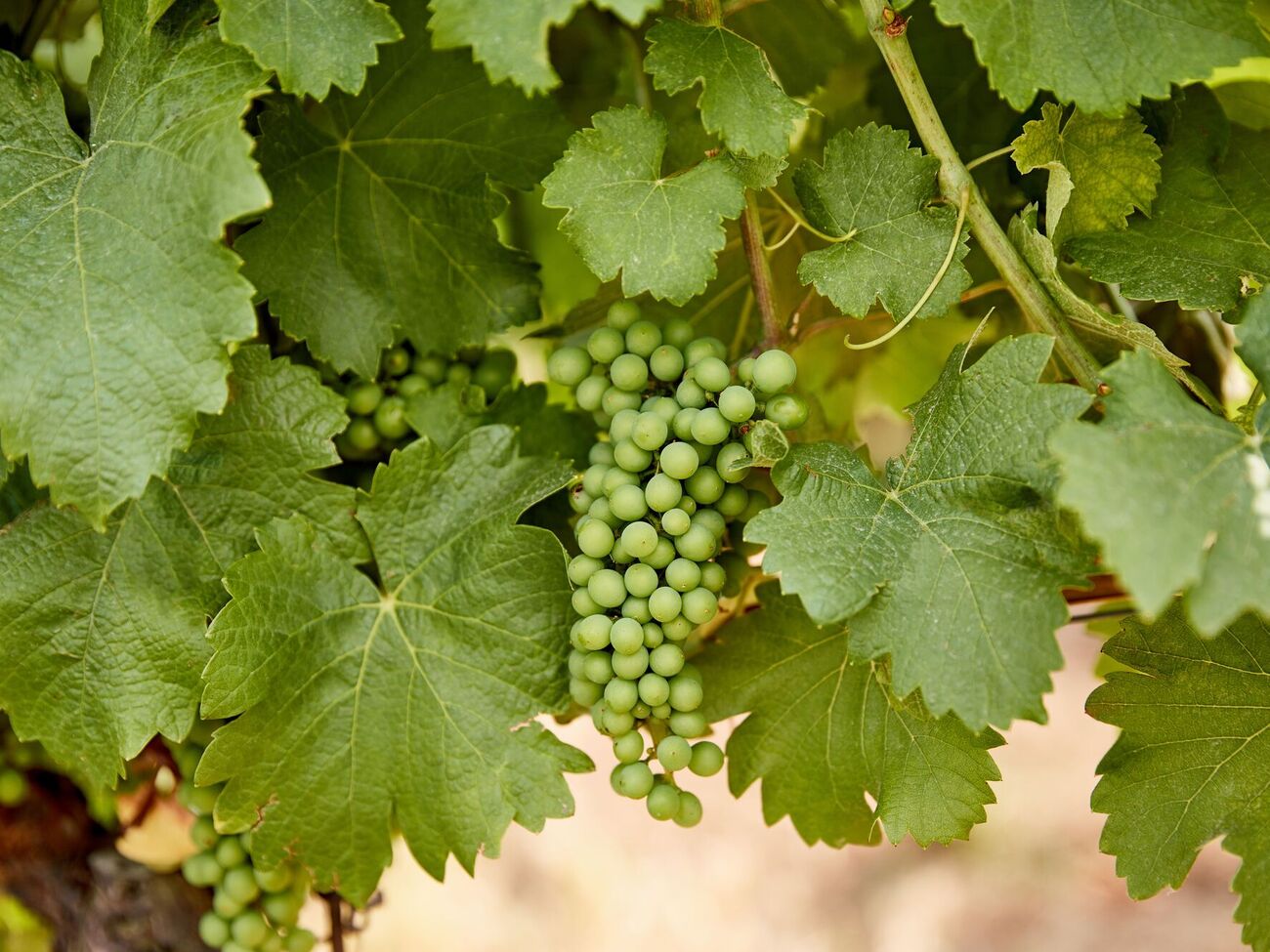 Виноград даст хороший урожай при правильном соседстве