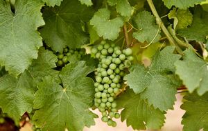 Виноград даст хороший урожай при правильном соседстве