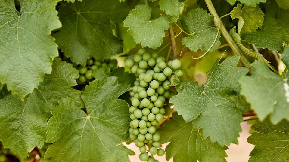 Виноград дасть добрий урожай за правильного сусідства