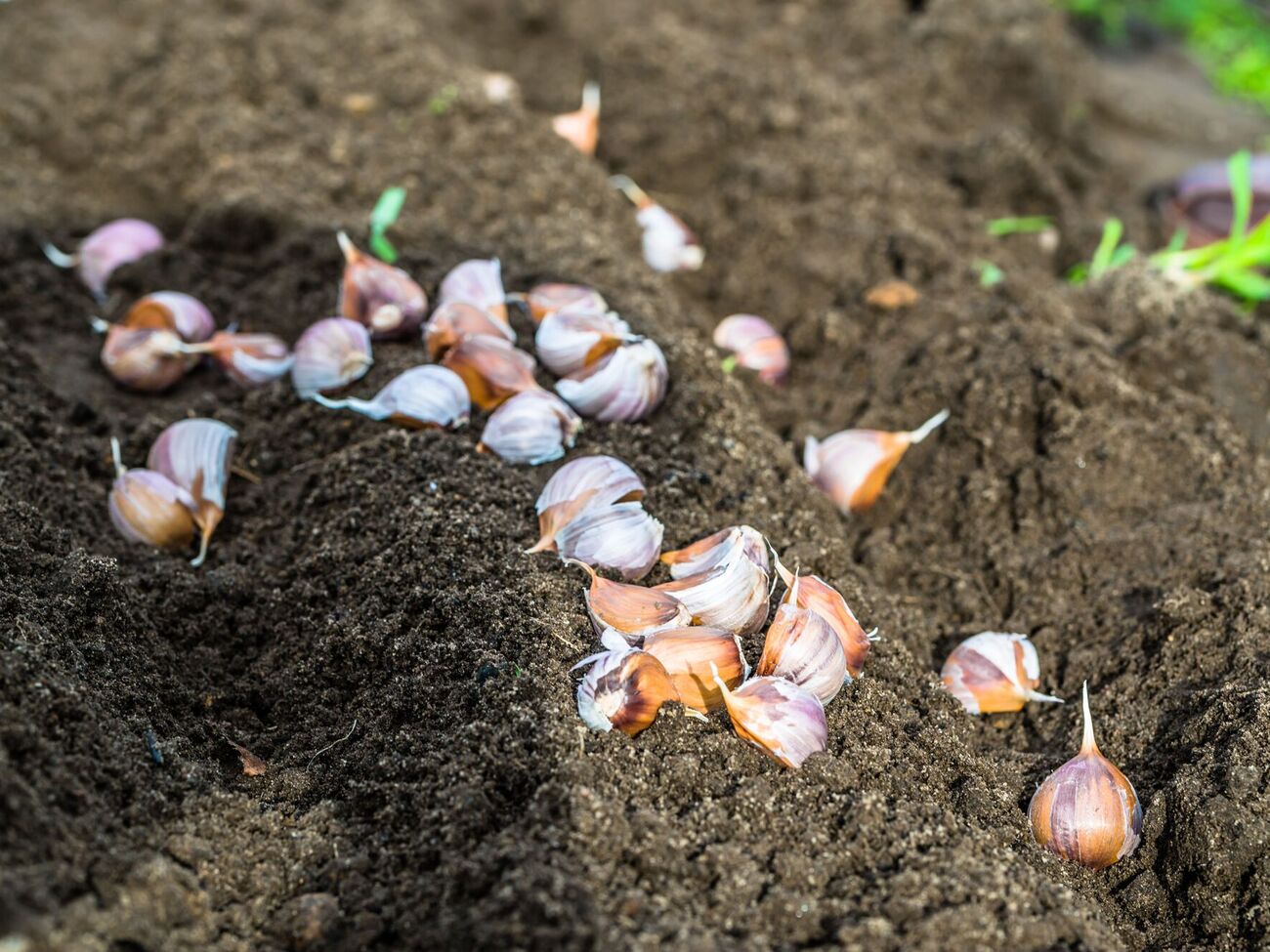 Подкормку рекомендуется проводить в период, когда на чесноке начинают появляться первые стрелки
