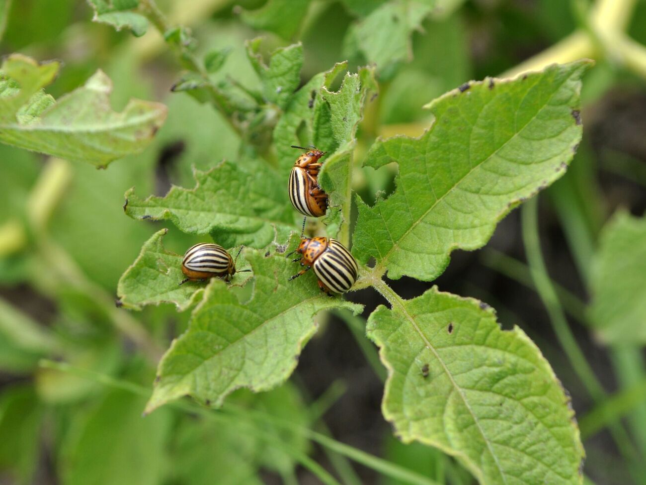 Чтобы отпугнуть вредителей, посадите рядом с картофелем календулу, пижму и бархатцы