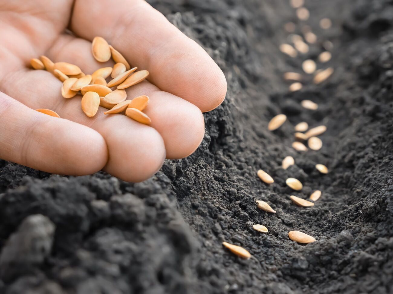 Замачивать семена можно в обычной теплой воде на два часа