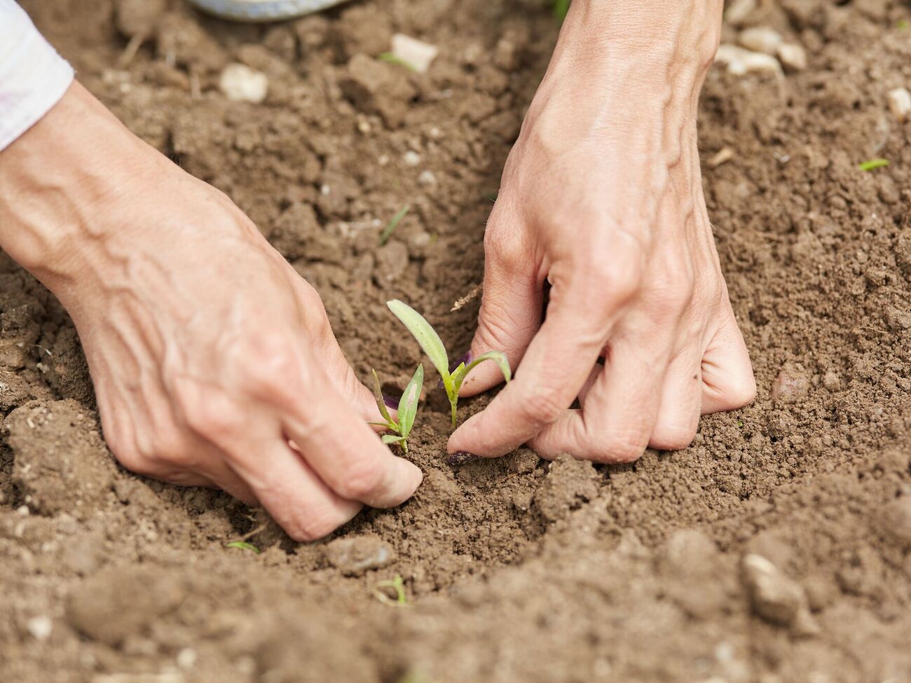 При посадке перца можно ориентироваться на лунный календарь