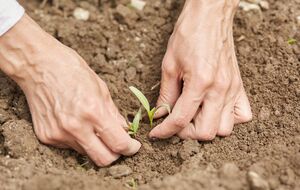 При посадке перца можно ориентироваться на лунный календарь