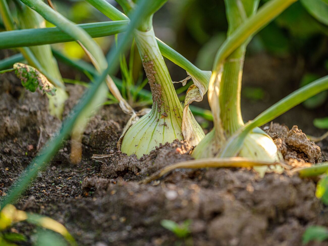 Завдяки попелу головки часнику й цибулі виростуть великими