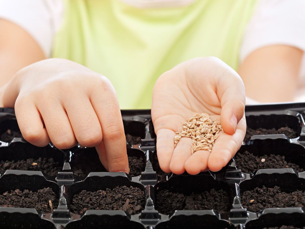 Подготовленные семена можно сеять на рассаду