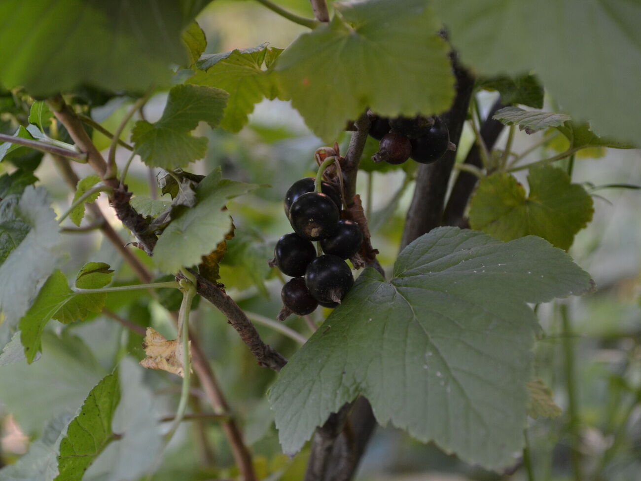 Для підживлення ягідних чагарників досвідчені городники рекомендують використовувати або розчин на основі сульфату калію, або добриво, виготовлене із суперфосфату