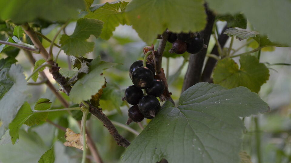 Для підживлення ягідних чагарників досвідчені городники рекомендують використовувати або розчин на основі сульфату калію, або добриво, виготовлене із суперфосфату