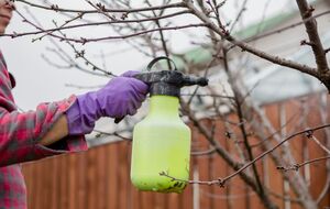 Садоводы для обработки плодовых деревьев используют 1% и 3% бордоскую жидкость