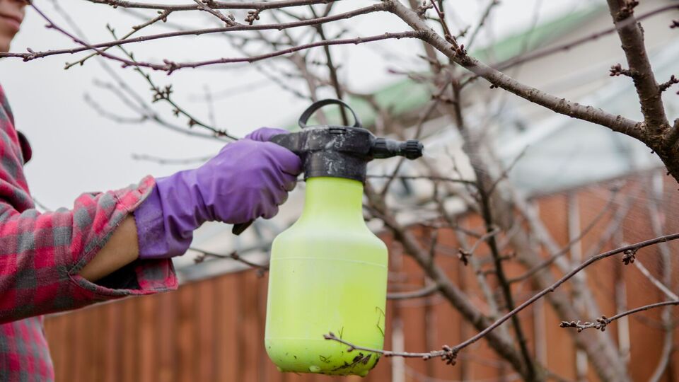 Садівники для оброблення плодових дерев використовують 1% і 3% бордоську рідину