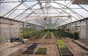 В теплице можно улучшить почву, сочетая несколько действий