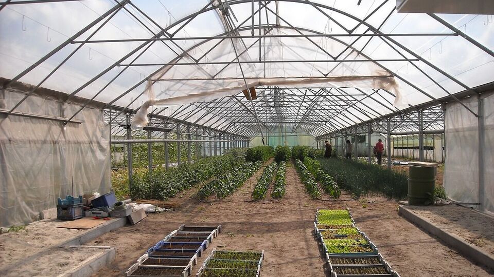 В теплице можно улучшить почву, сочетая несколько действий