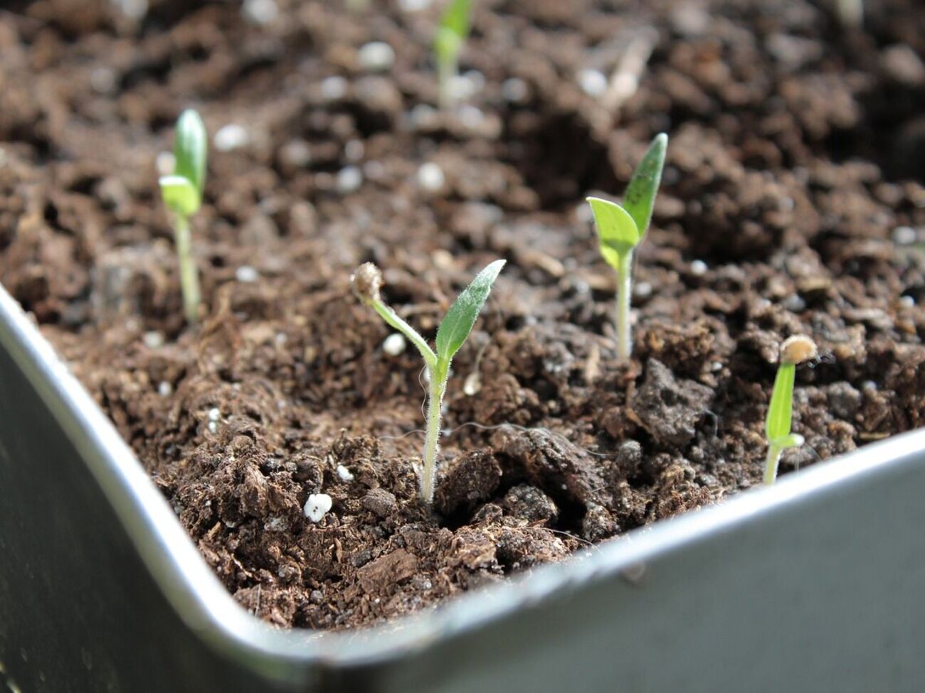 Рассада должна выращиваться в обогащенном полезными веществами грунте