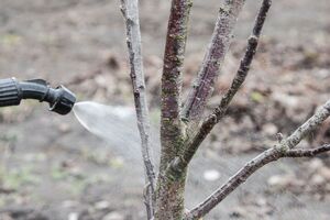 Перше оброблення саду необхідно встигнути провести до появи бруньок