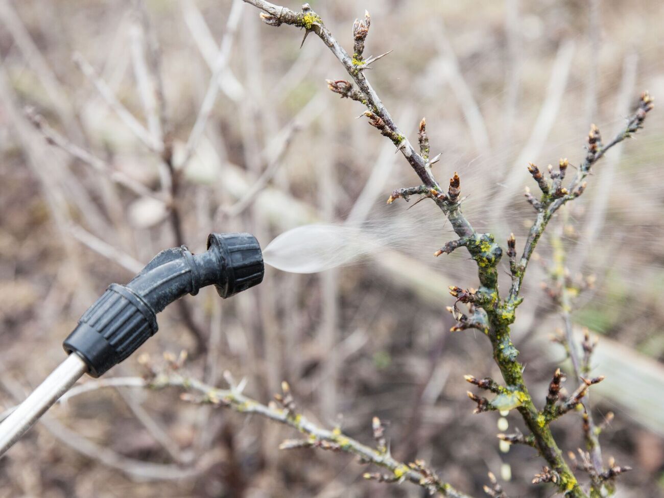 Первую обработку сада важно успеть провести вовремя