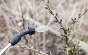 Первую обработку сада важно успеть провести вовремя