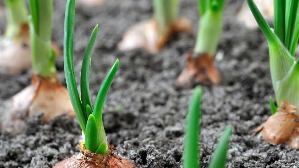 Лук даст отличный урожай